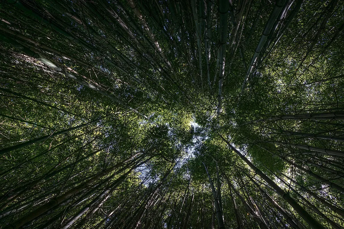Trees in a forest
