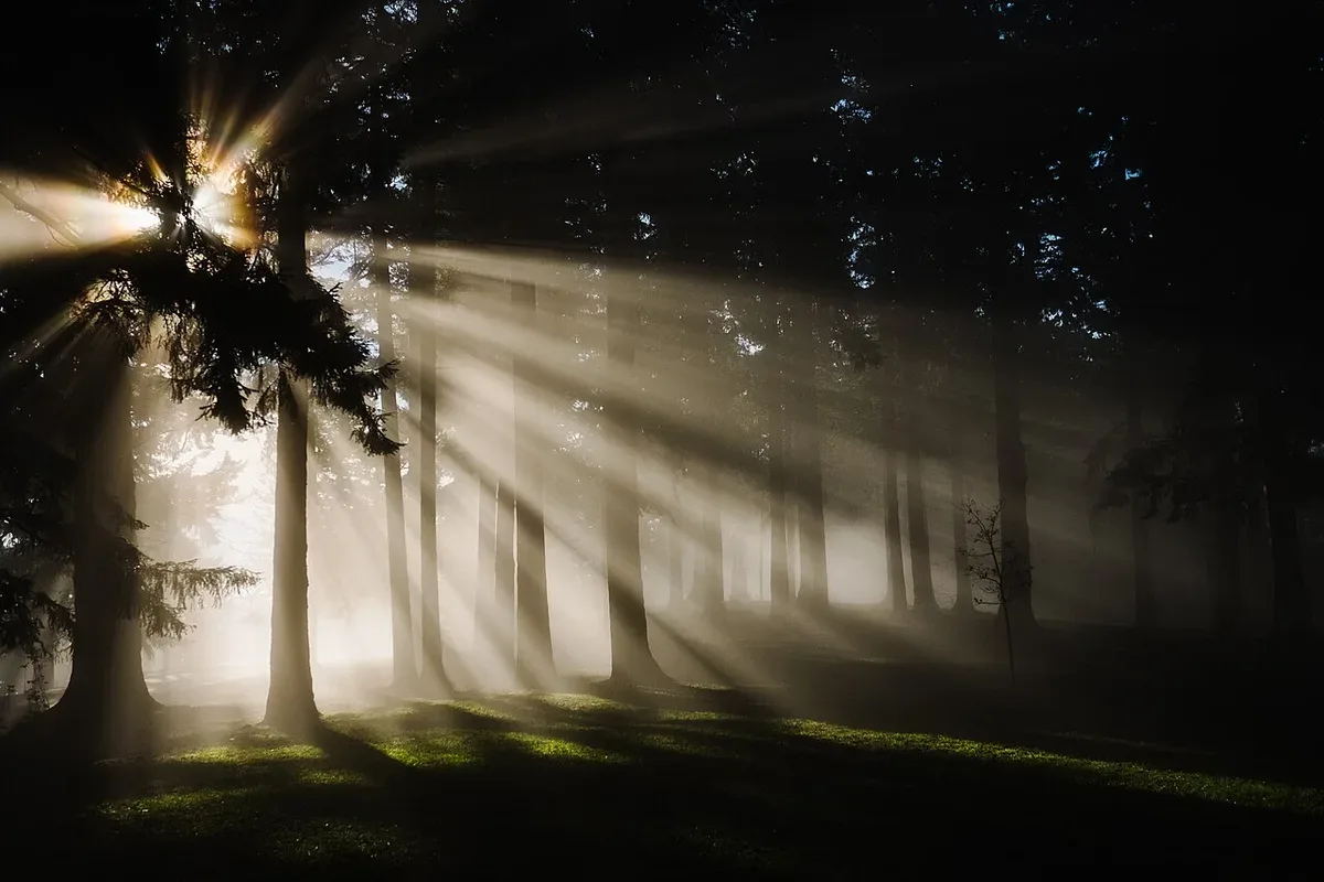 Trees in a forest