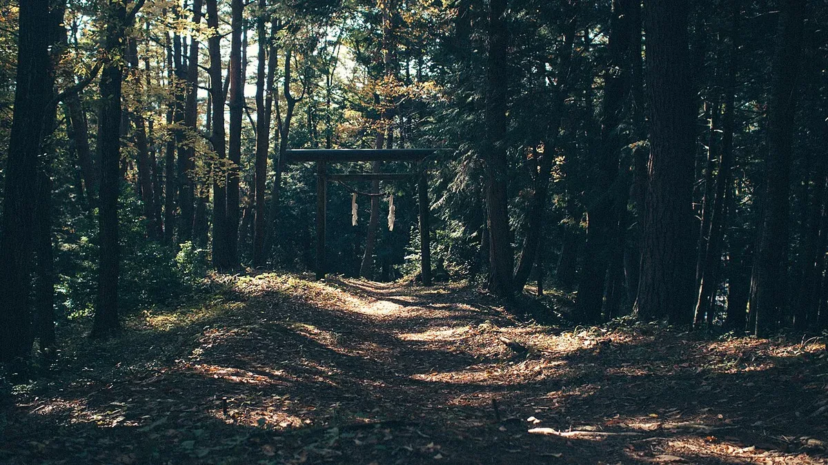 Trees in a forest