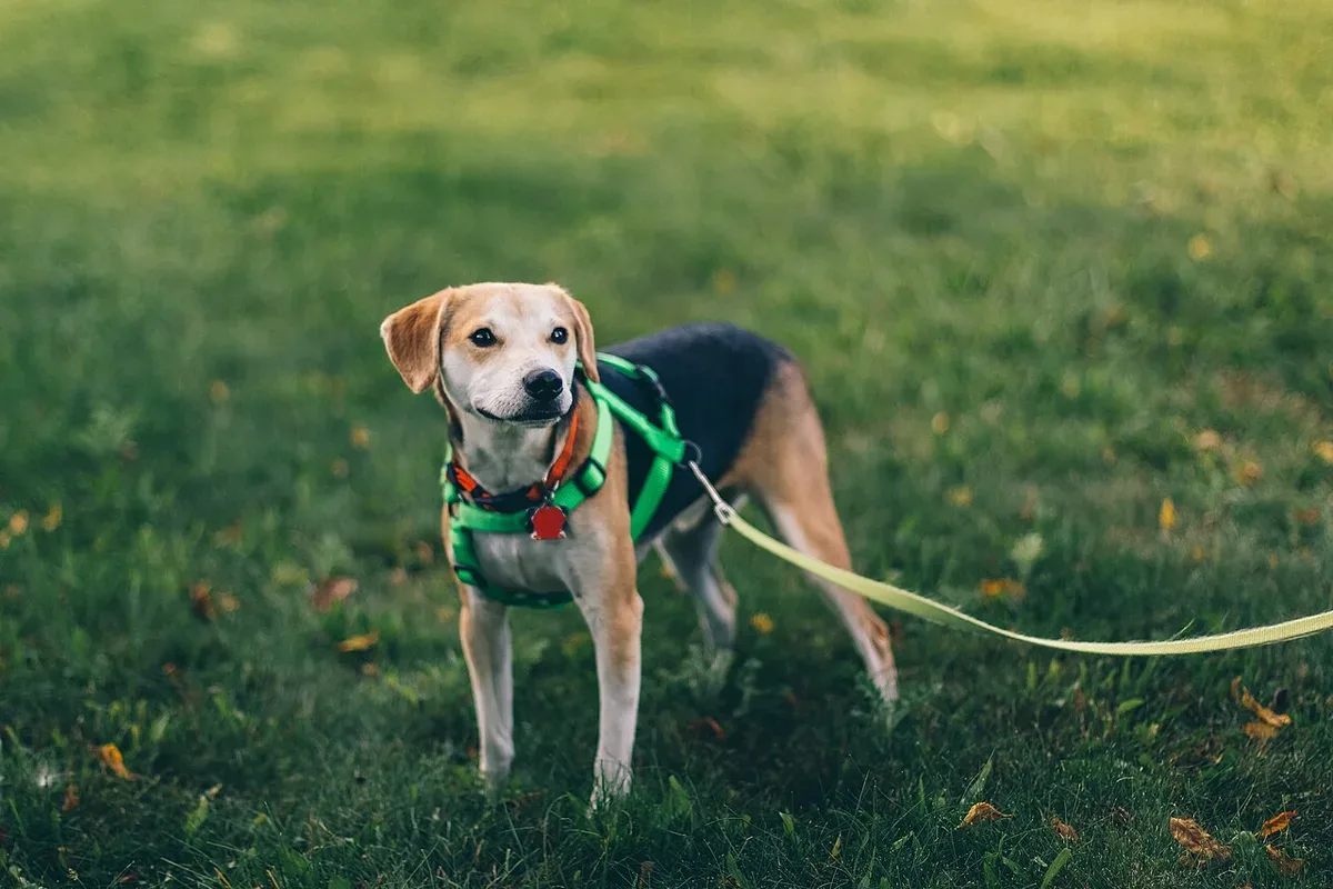 Ein Beagle mit grünem Geschirr auf einer Wiese