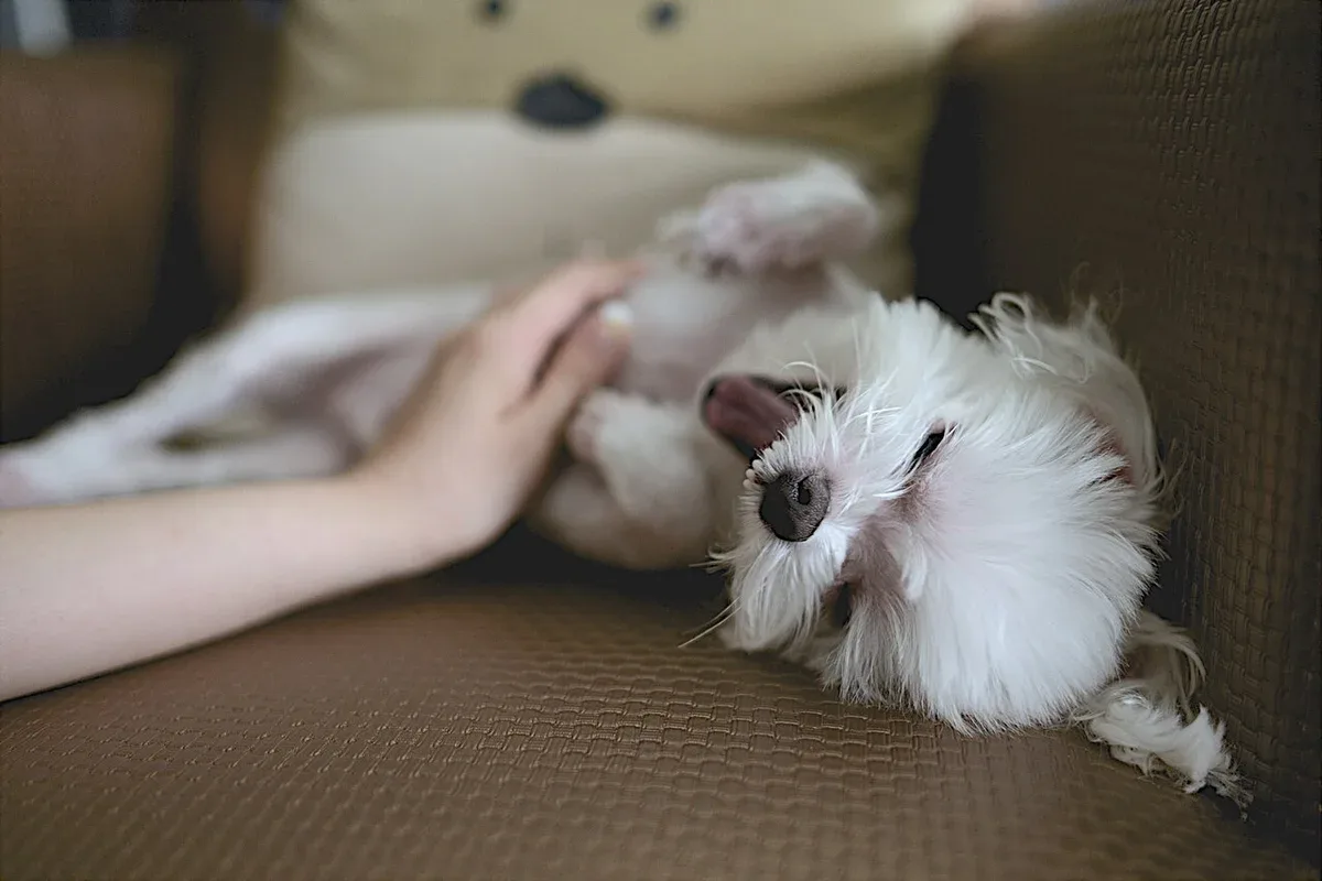 Eine Hand streichelt einen kleinen weißen Hund auf einem Sofa