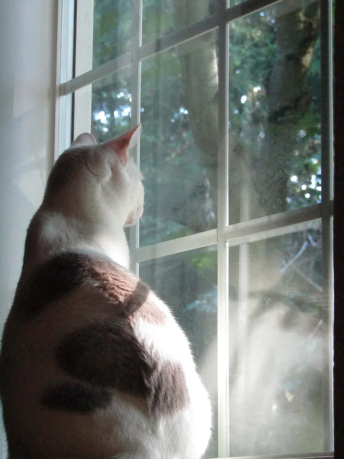 Eine Katze sitzt drinnen und schaut durch ein Fenster